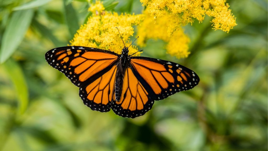 monarch butterfly