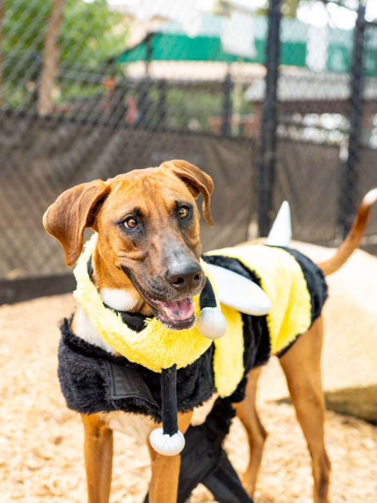 Birdie loves people and has a gentle, goofy personality and loves exploring the world around her