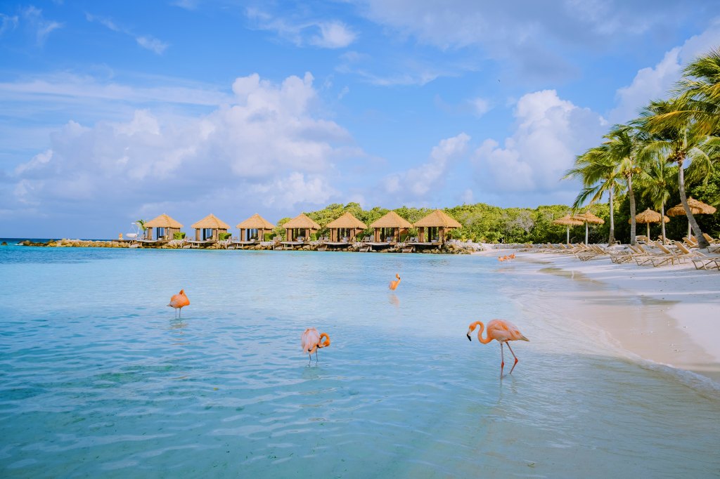 Flamingo Beach is a private, adults-only beach on Renaissance Island where flamingos roam freely on the sand