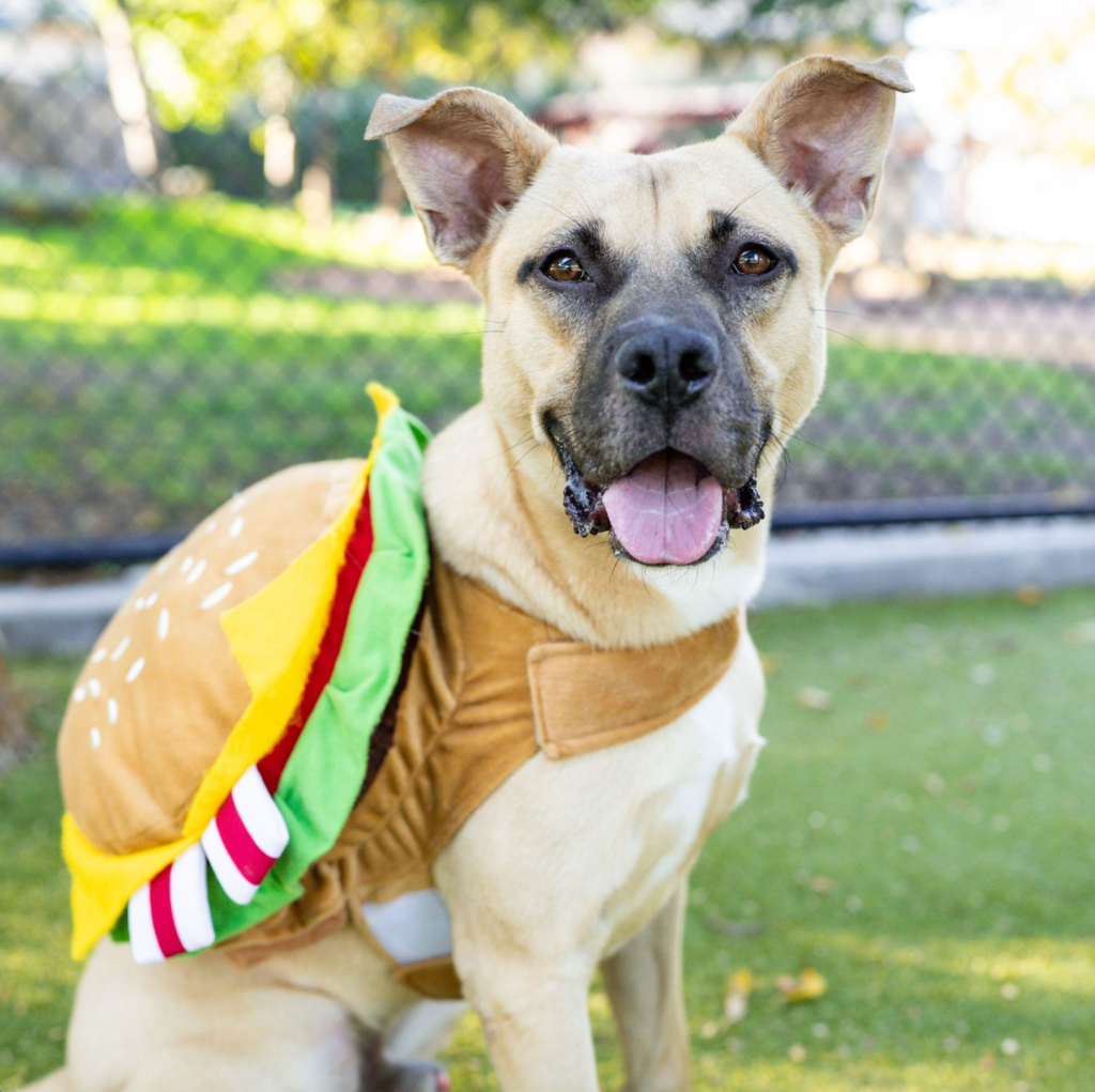 James Cagney is a fun-loving pup that loves to roll over for belly rubs and make people laugh