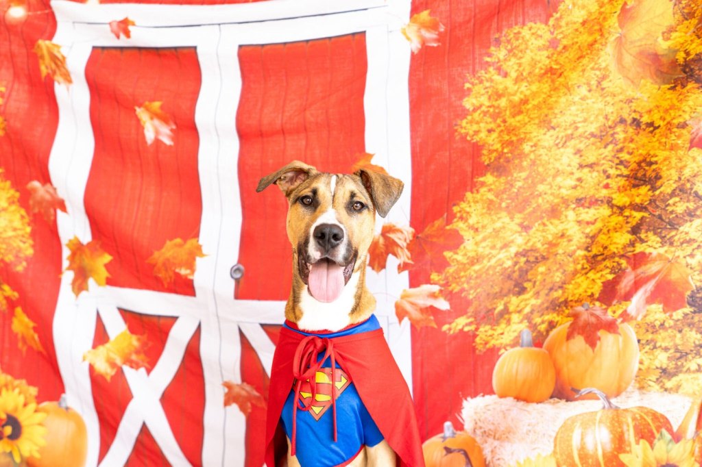 Spain is a 5-month-old pup with a fun-loving personality and plenty of affection to share