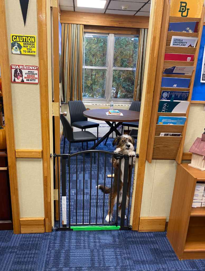 Students can visit the pups anytime throughout the day