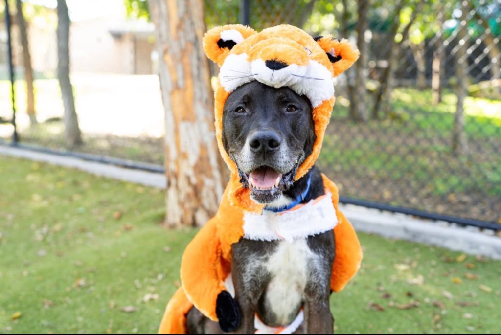 The silly costumes show just how sweet, fun, and perfect each animal really is