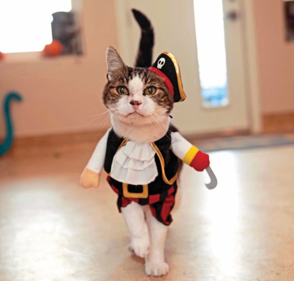 Woodrow as Captain Hook is purr-fectly lovable