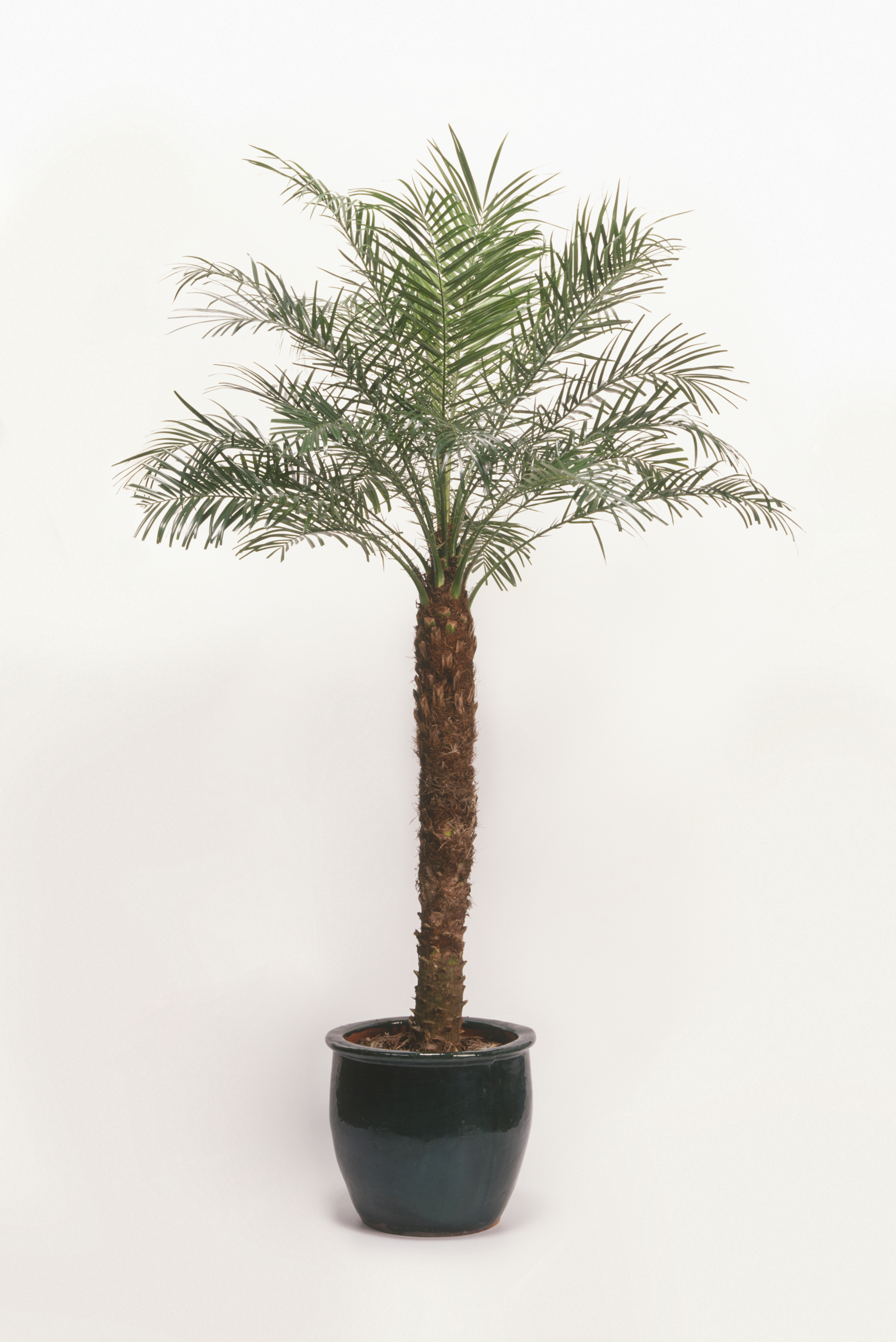 dwarf date palm