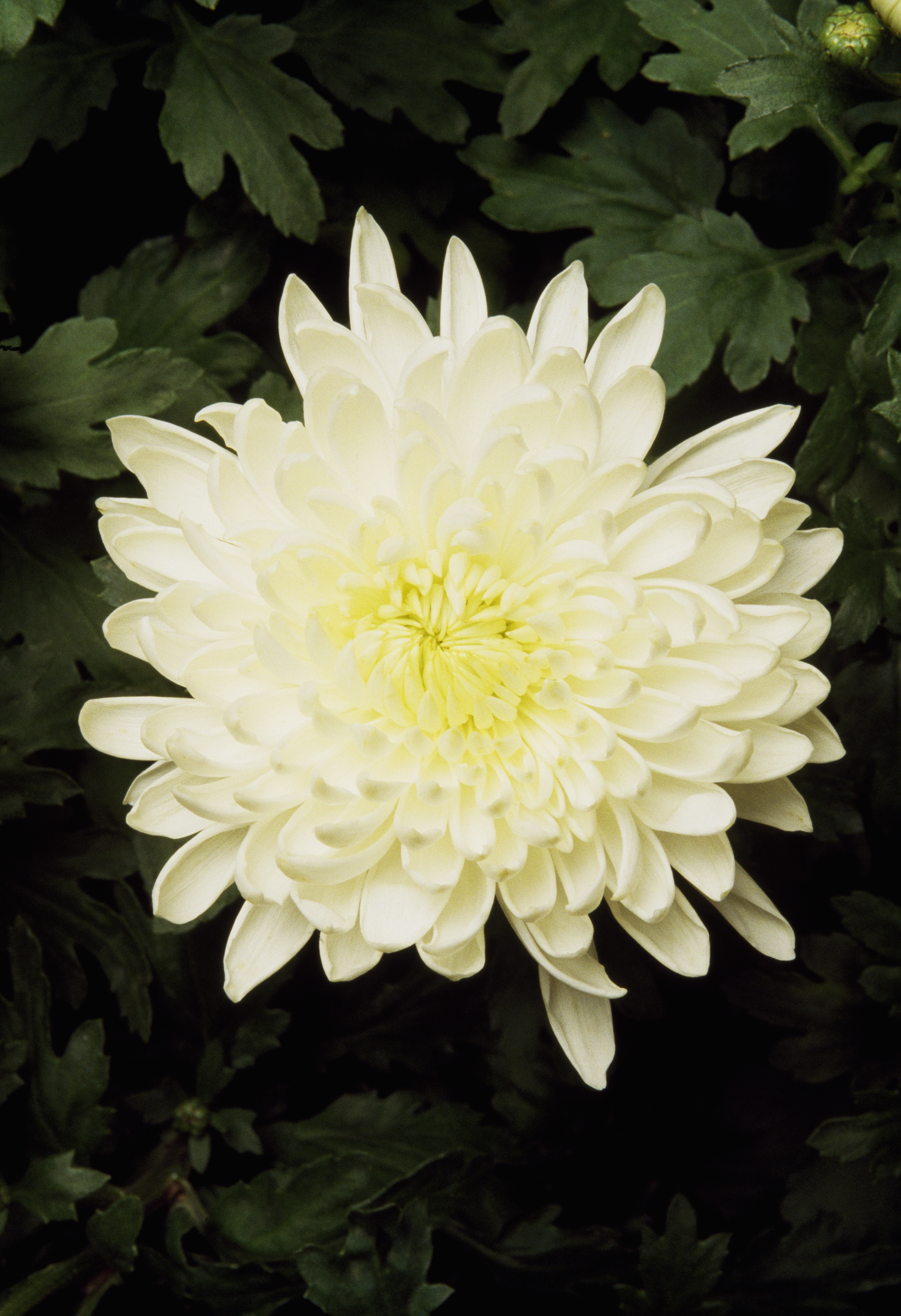 florist's chrysanthemum