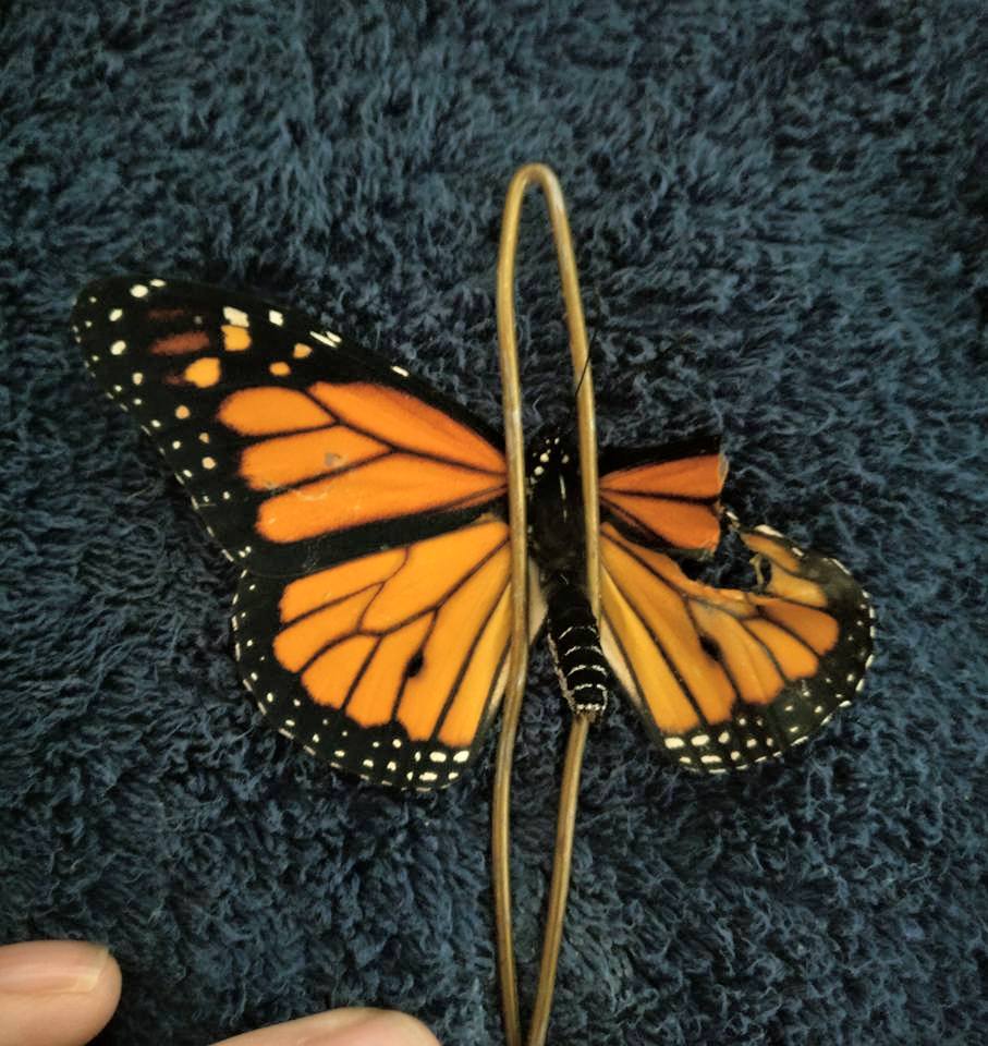 butterfly hanger