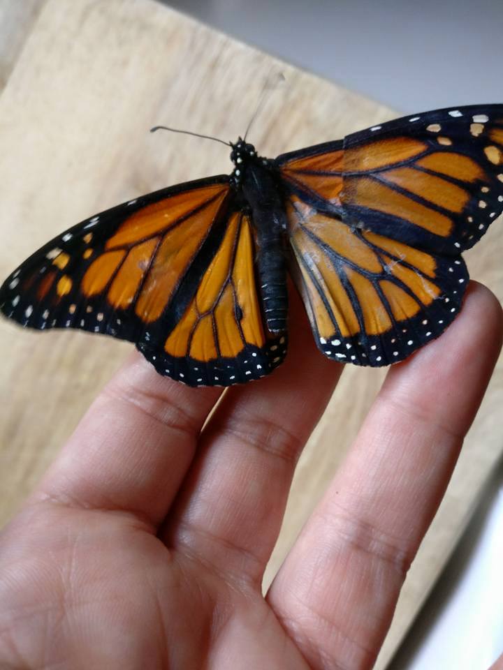 fixed butterfly wings