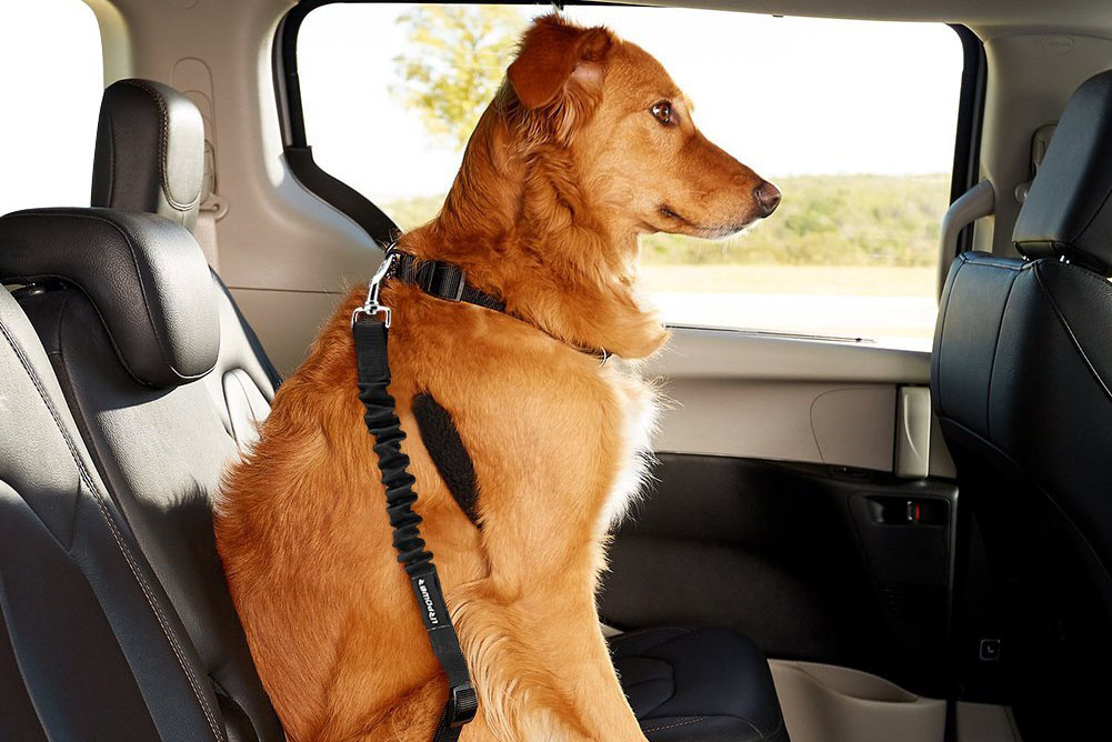 Dog Seatbelt Safety
