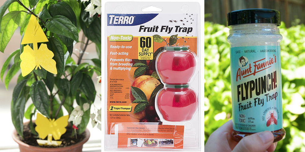 how to get rid of fruit flies buy traps