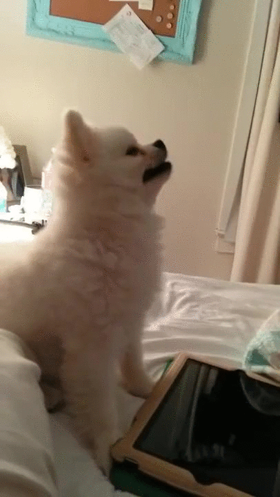 Dog Sneezing Giphy