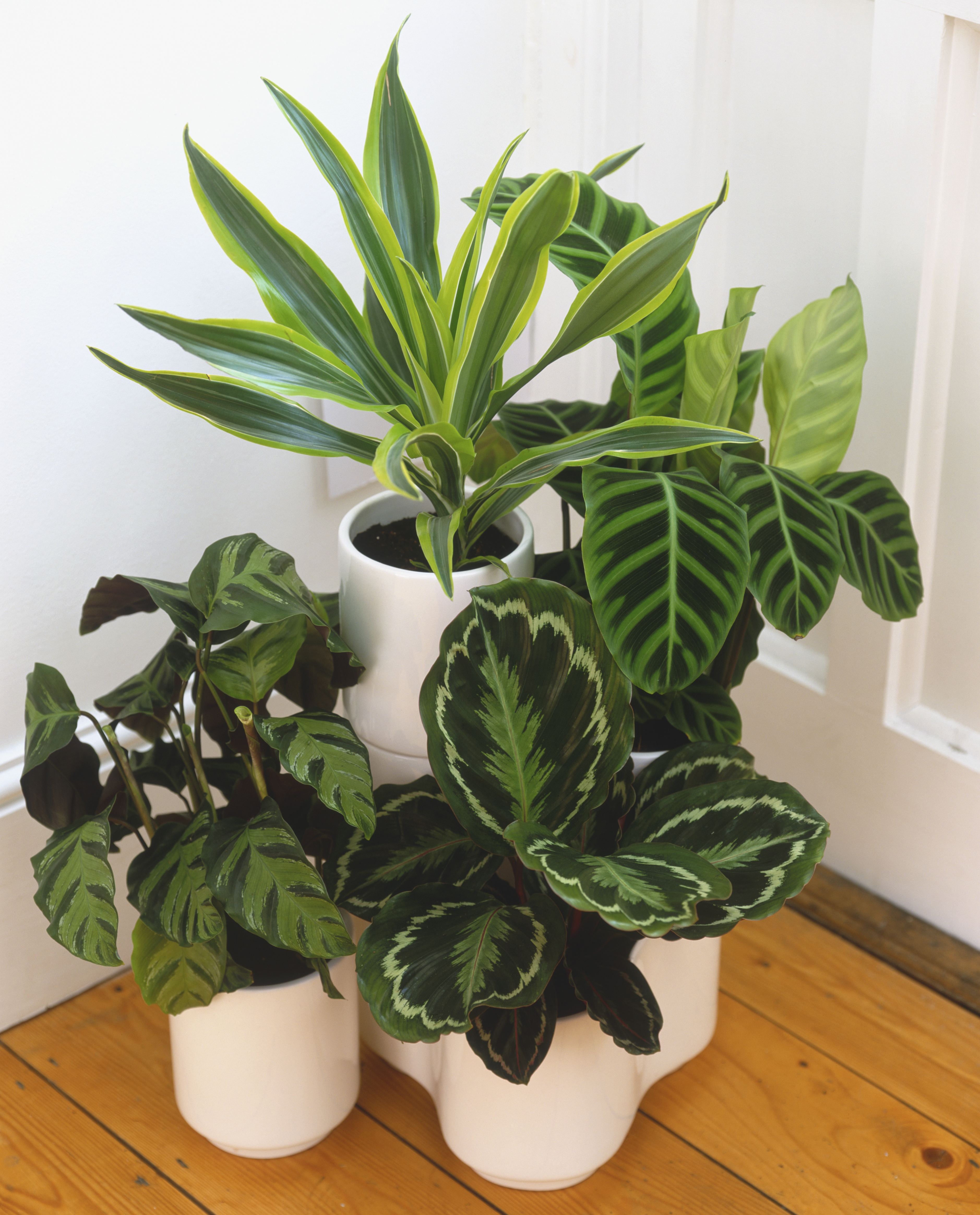 Indoor House Plants Getty Images