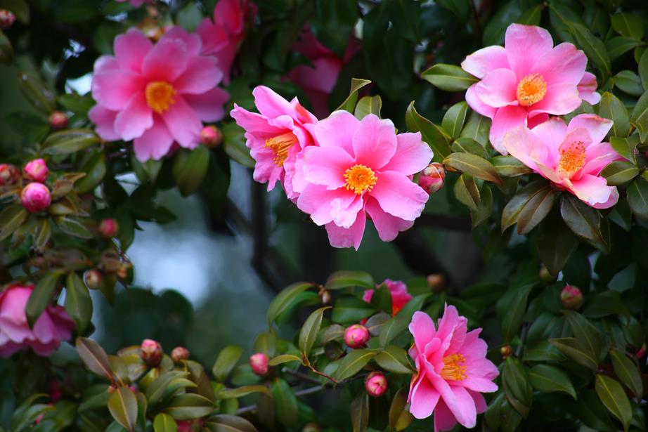 sasanqua camellias