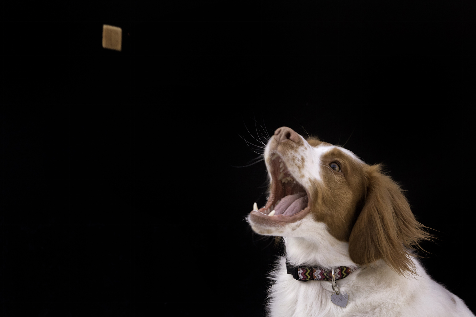 best treats for furbo dog camera
