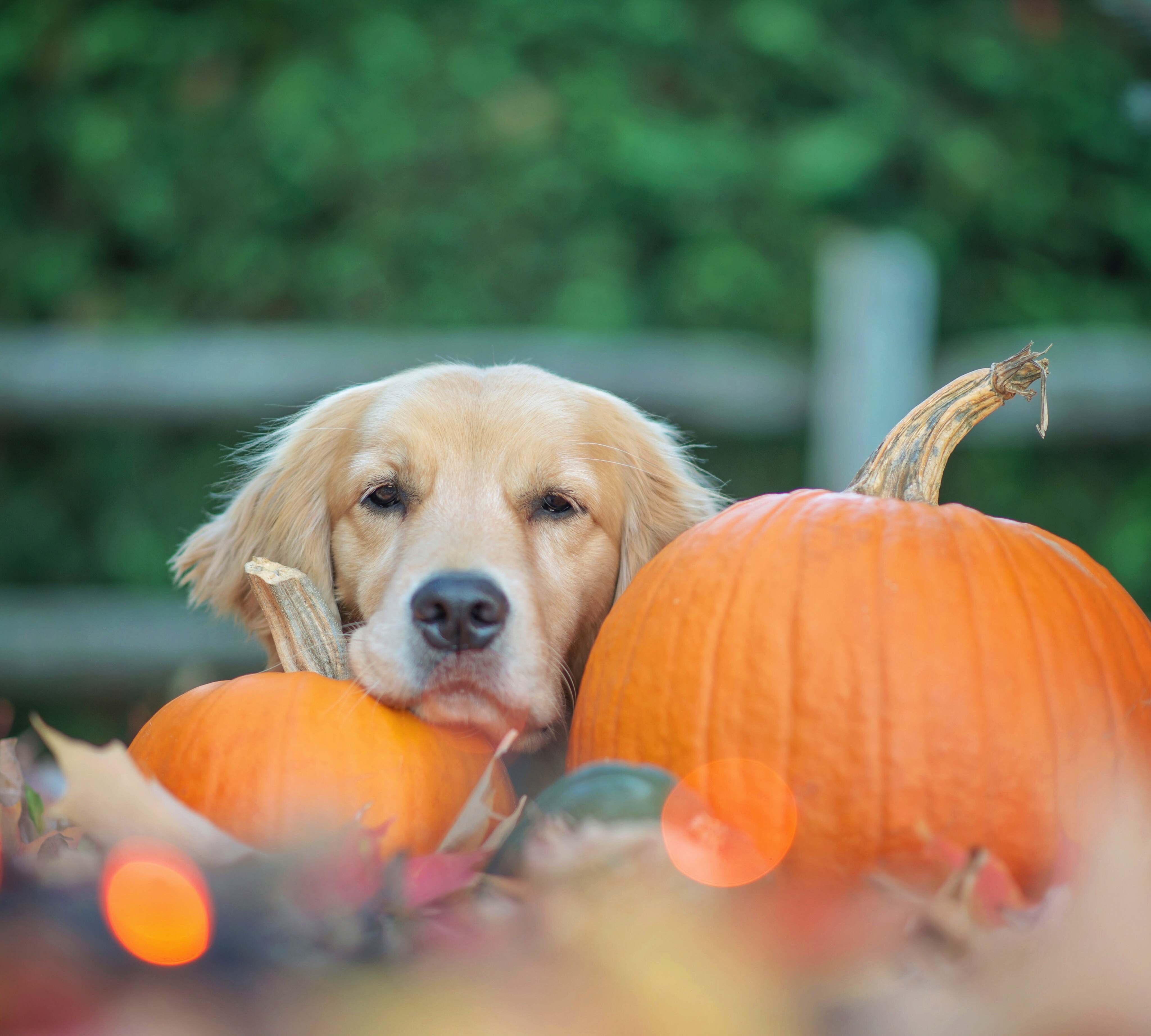 Is Pumpkin Good For Dogs?