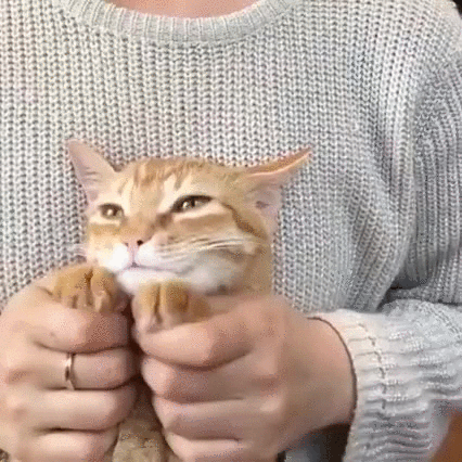 cat massage