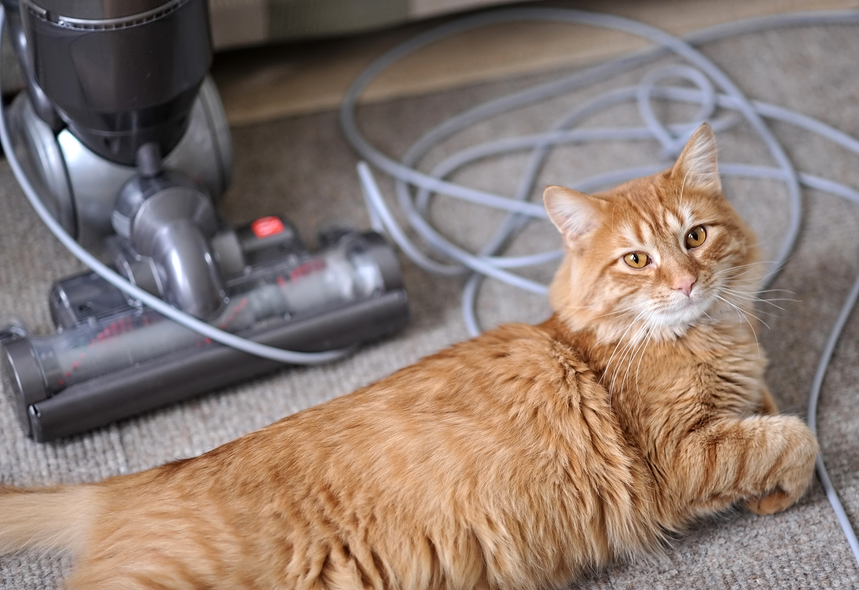 If your carpet is covered in cat hair, you need to know this squeegee trick for removing pet hair.