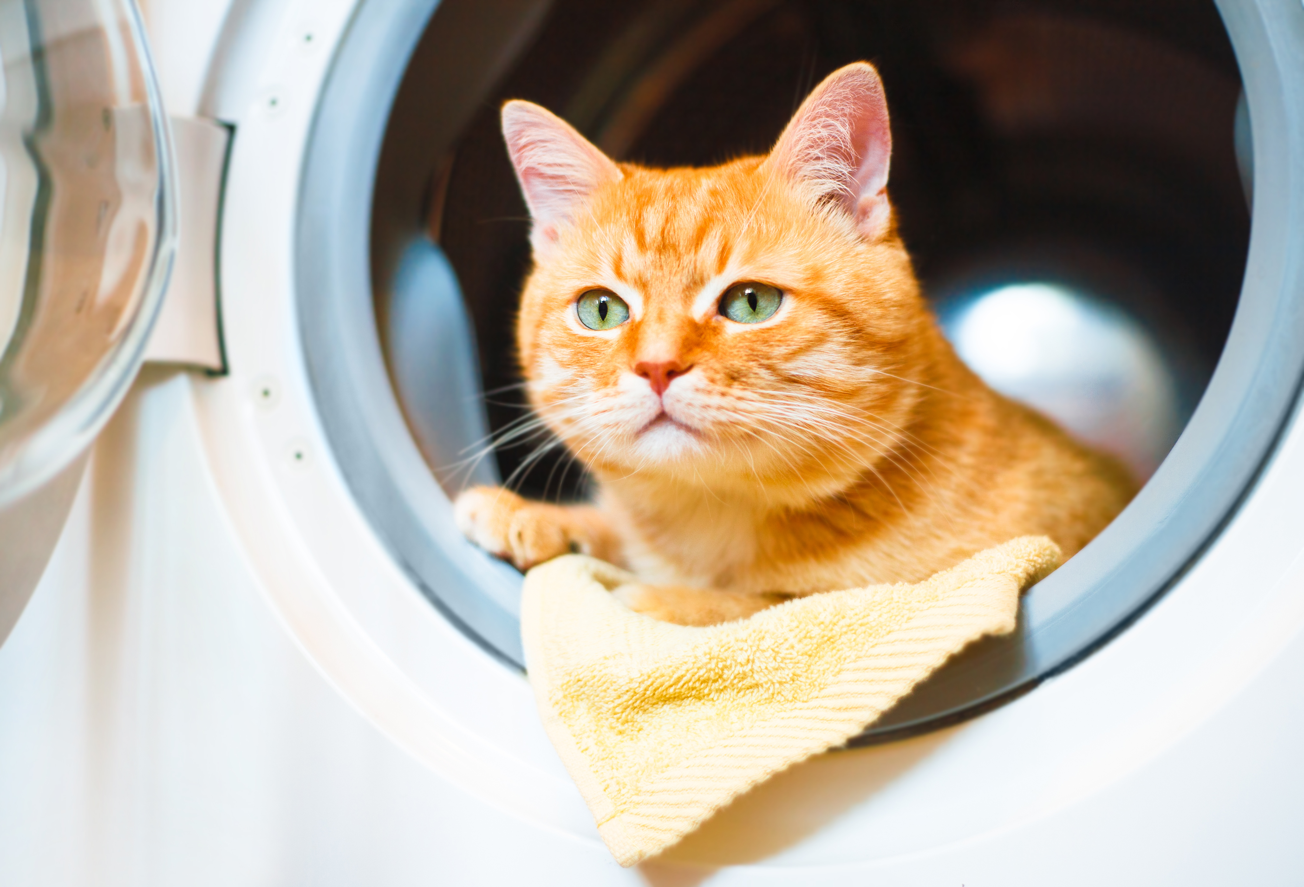 Getting pet hair out of bedding is annoying — but it doesn't have to be. A quick tumble in the laundry machine plus one secret ingredient will prevent pet fur from sticking everywhere.
