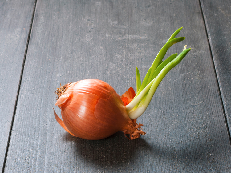 Sprouted Onions: Can You Eat Them, And Should You?